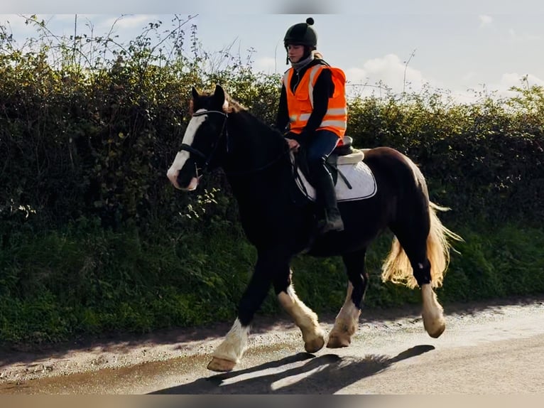 Cob Caballo castrado 4 años 162 cm Negro in Mountrath