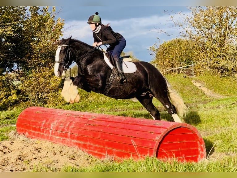 Cob Caballo castrado 4 años 162 cm Negro in Mountrath