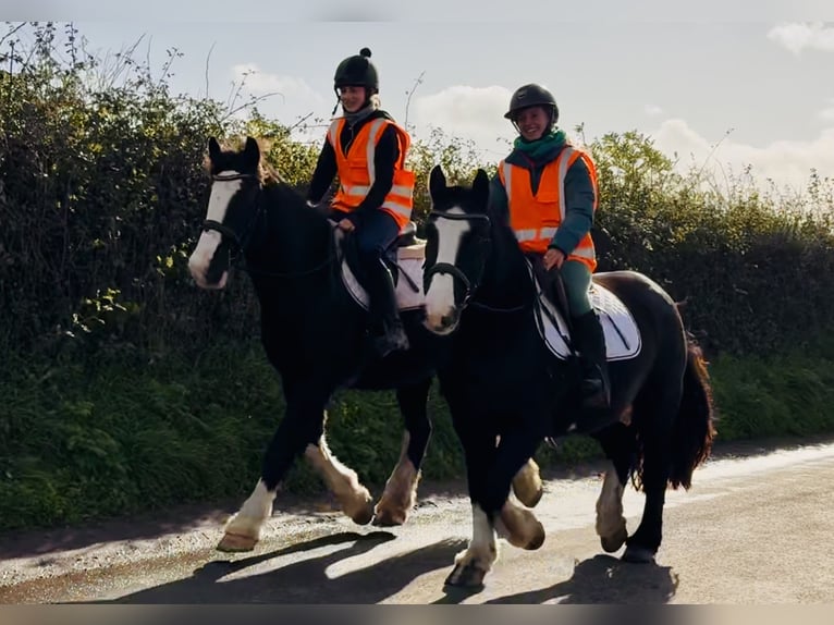 Cob Caballo castrado 4 años 162 cm Negro in Mountrath
