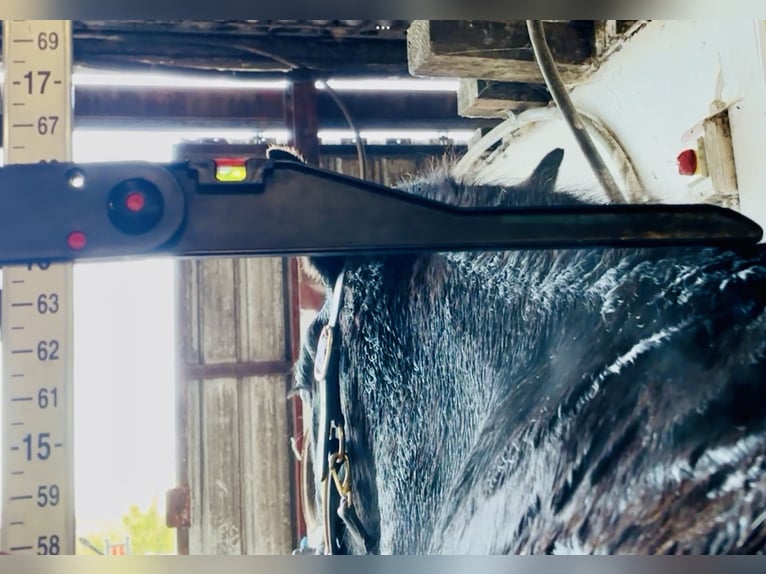 Cob Caballo castrado 4 años 162 cm Negro in Mountrath