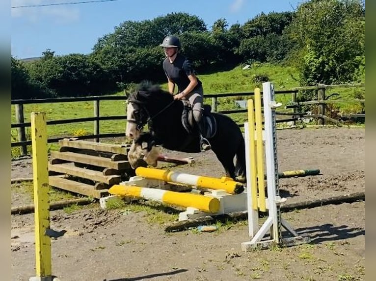 Cob Caballo castrado 5 años 128 cm Negro in Sligo