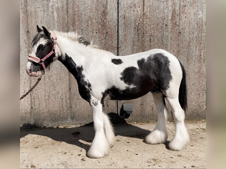 Cob Caballo castrado 5 años 128 cm Pío in Sligo