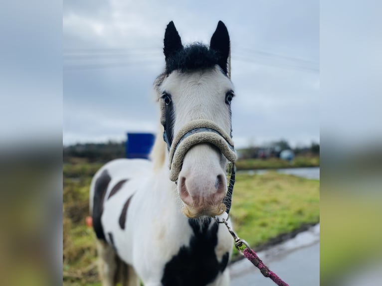 Cob Caballo castrado 5 años 133 cm Pío in Sligo