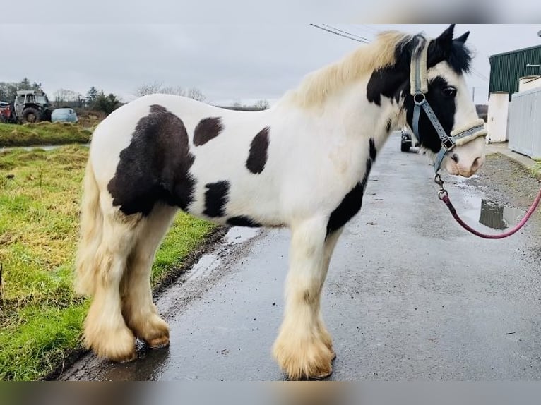 Cob Caballo castrado 5 años 133 cm Pío in Sligo