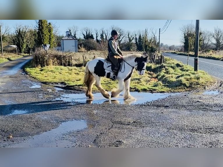 Cob Caballo castrado 5 años 133 cm Pío in Sligo