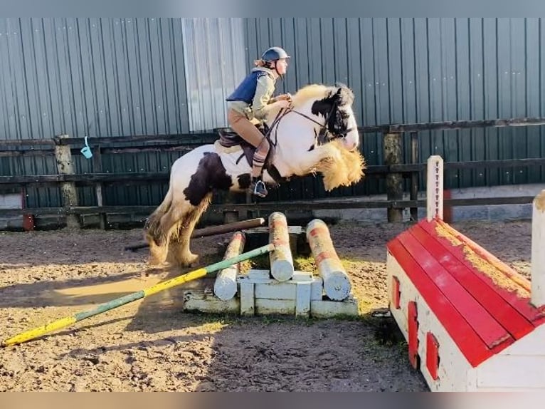 Cob Caballo castrado 5 años 133 cm Pío in Sligo