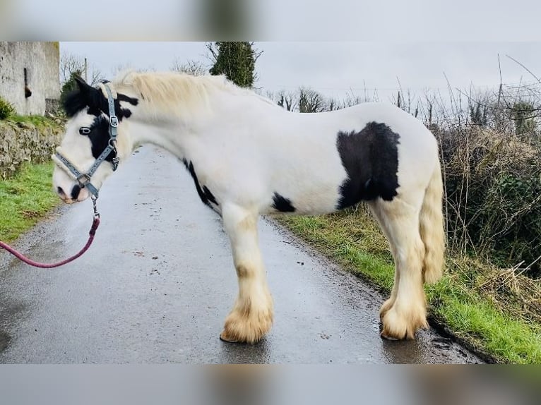 Cob Caballo castrado 5 años 133 cm Pío in Sligo