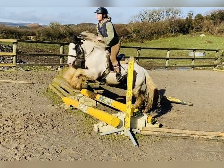 Cob Caballo castrado 5 años 133 cm Pío in Sligo