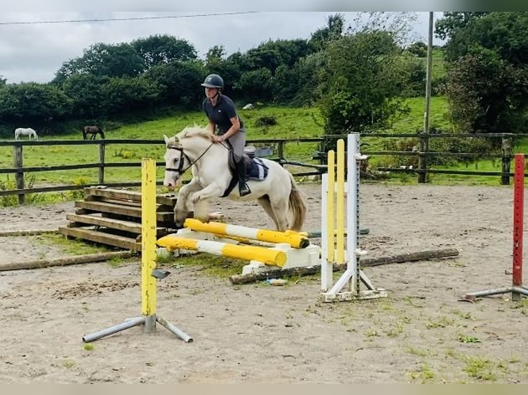 Cob Caballo castrado 5 años 136 cm Tordo in Sligo