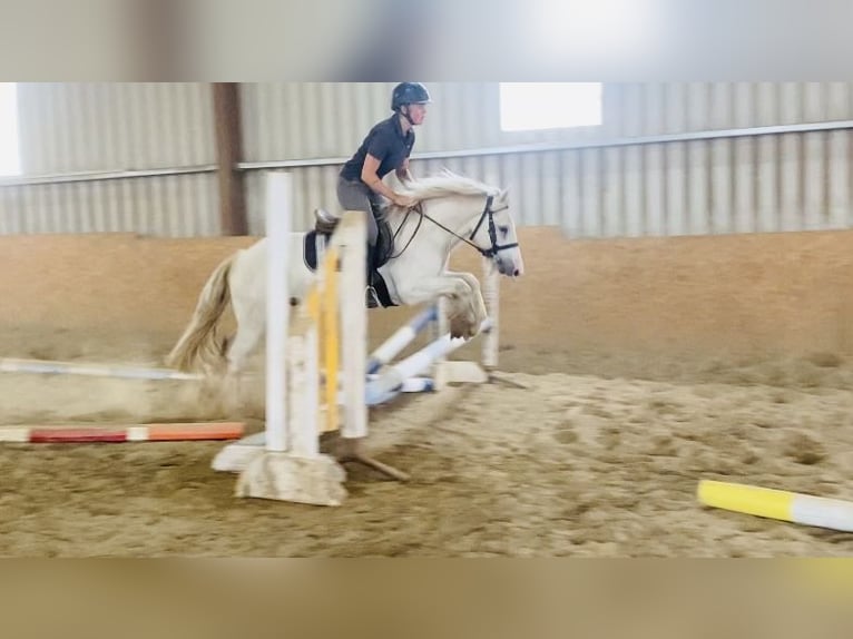 Cob Caballo castrado 5 años 136 cm Tordo in Sligo