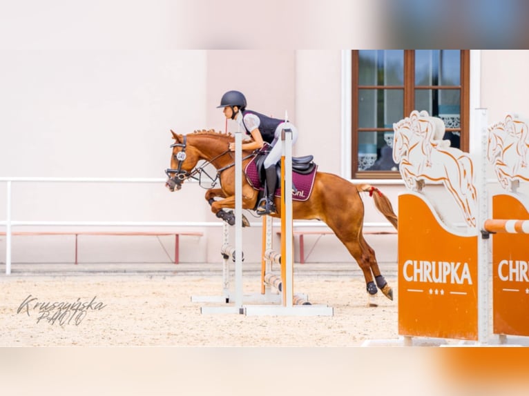 Cob Caballo castrado 5 años 137 cm Alazán in Sędzinko