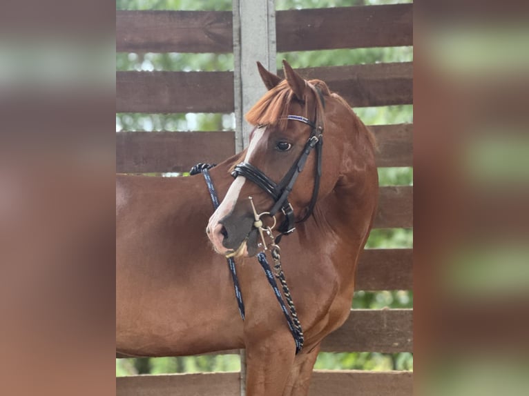 Cob Caballo castrado 5 años 137 cm Alazán in Sędzinko