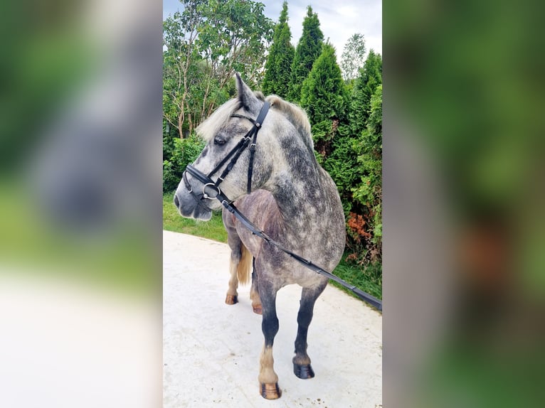 Cob Caballo castrado 5 años 142 cm Porcelana in Gummern