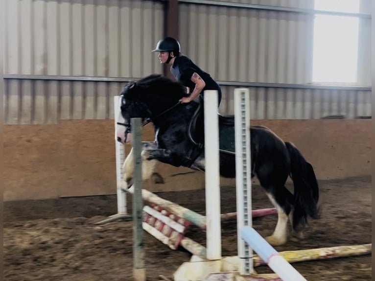Cob Caballo castrado 5 años 145 cm Negro in Sligo