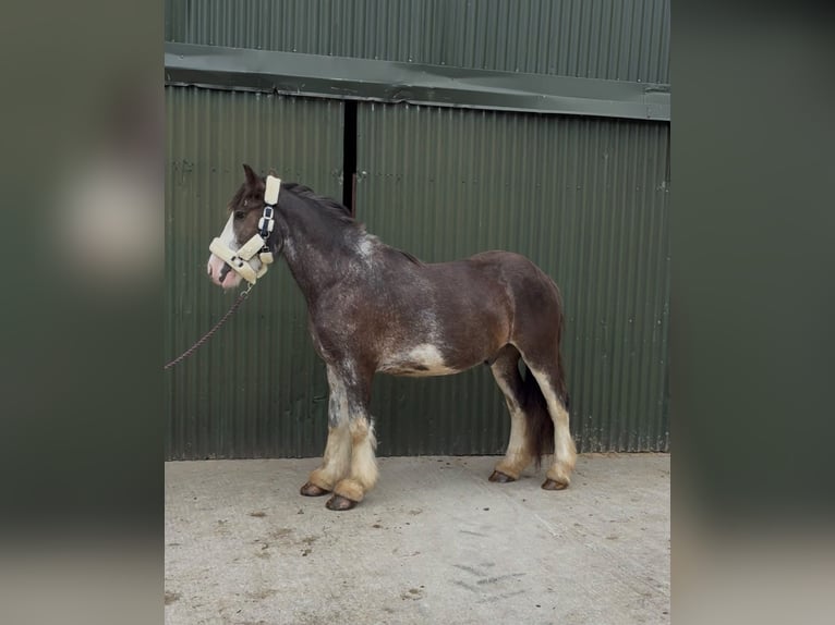Cob Caballo castrado 5 años 145 cm Negro in Sligo