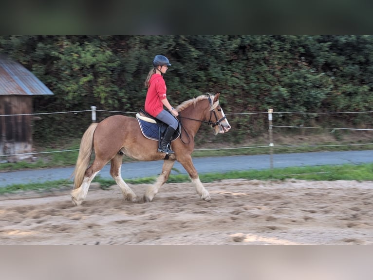 Cob Caballo castrado 5 años 146 cm Alazán in Morsbach