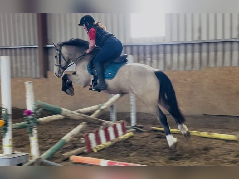 Cob Caballo castrado 5 años 146 cm Bayo in Sligo