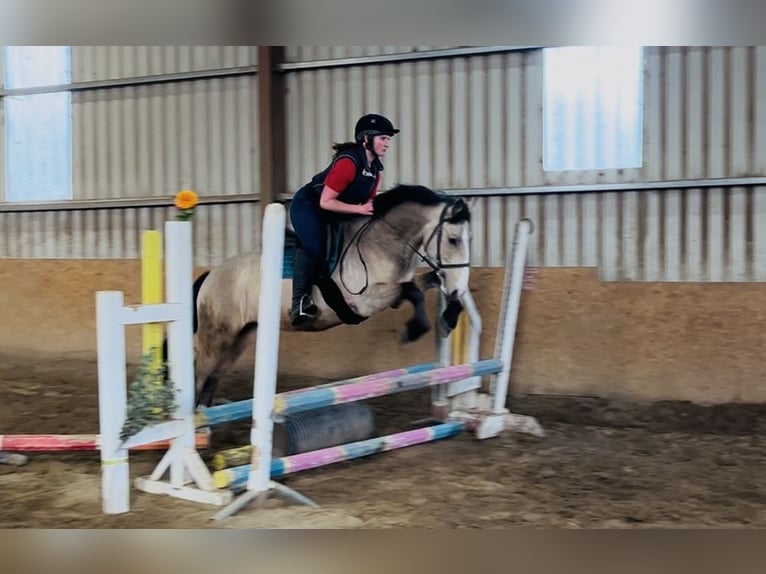 Cob Caballo castrado 5 años 146 cm Bayo in Sligo