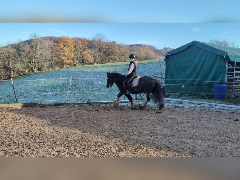Cob Caballo castrado 5 años 146 cm Ruano azulado in Morsbach