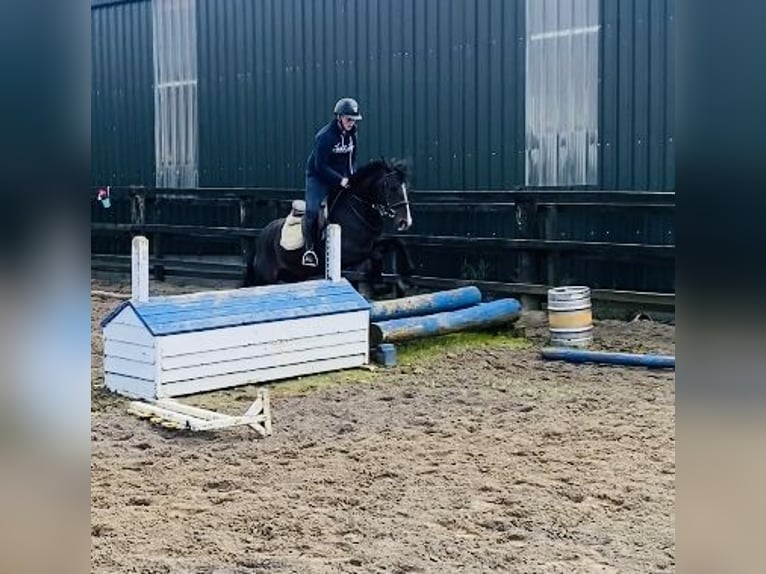 Cob Caballo castrado 5 años 147 cm Castaño in Sligo