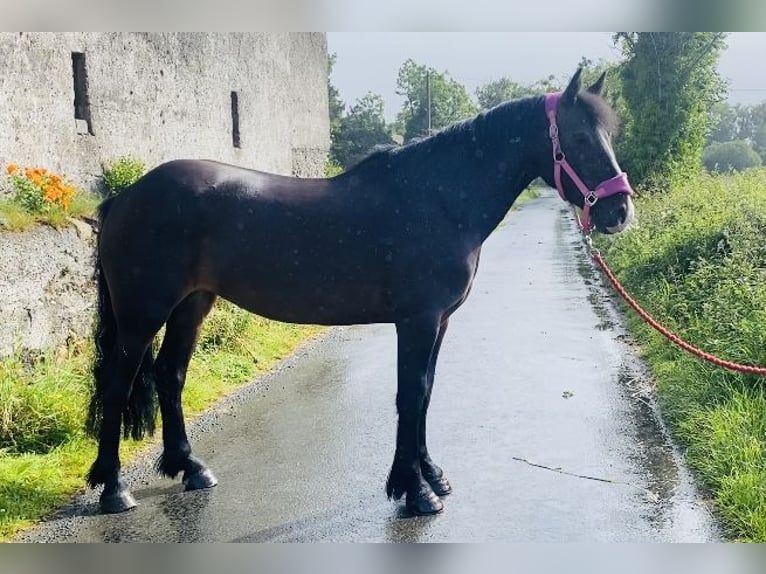 Cob Caballo castrado 5 años 147 cm Castaño in Sligo