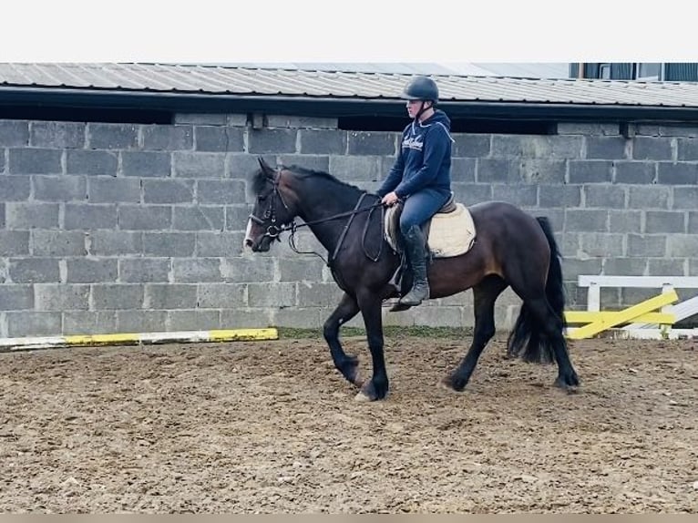 Cob Caballo castrado 5 años 147 cm Castaño in Sligo