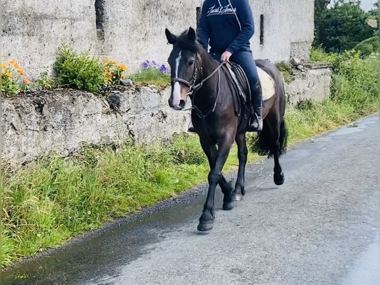 Cob Caballo castrado 5 años 147 cm Castaño in Sligo