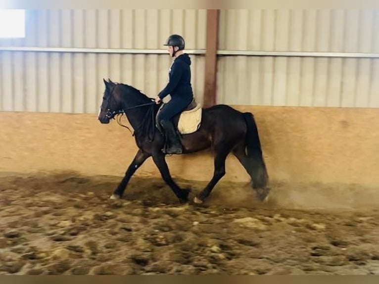 Cob Caballo castrado 5 años 147 cm Castaño in Sligo