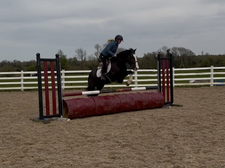 Cob Caballo castrado 5 años 148 cm  in Co laois