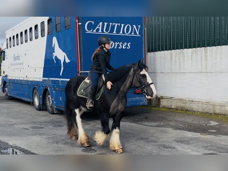 Cob Caballo castrado 5 años 148 cm Negro in Sligo