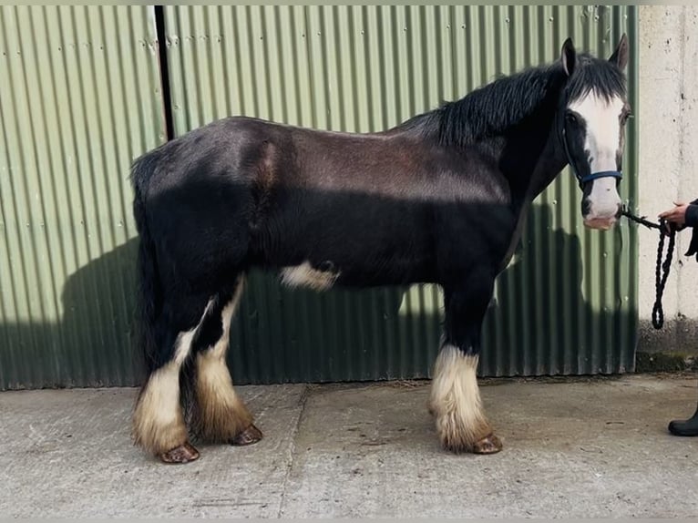 Cob Caballo castrado 5 años 148 cm Negro in Sligo