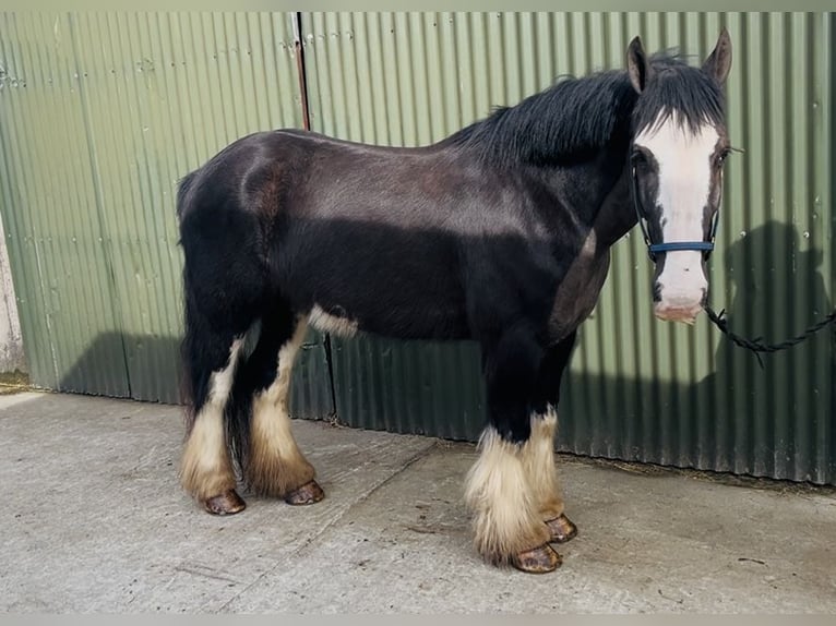 Cob Caballo castrado 5 años 148 cm Negro in Sligo