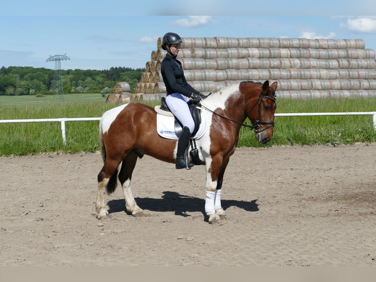 Cob Caballo castrado 5 años 150 cm Pío in Ganschow