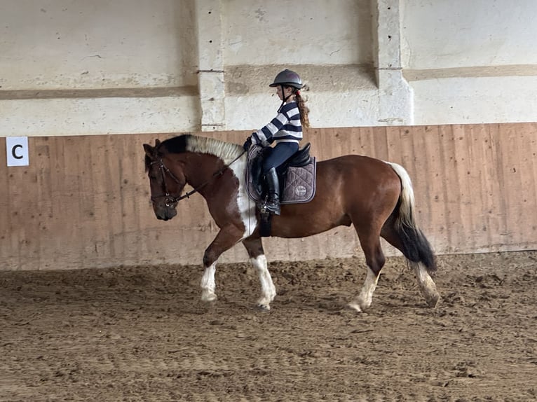 Cob Caballo castrado 5 años 150 cm Pío in Ganschow