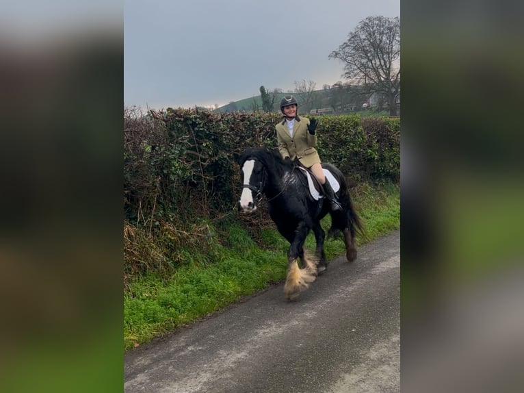 Cob Caballo castrado 5 años 154 cm Negro in Down