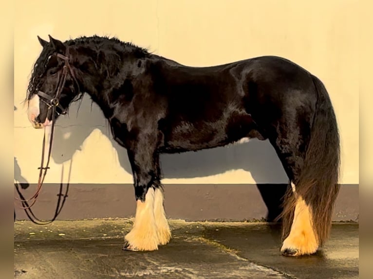 Cob Caballo castrado 5 años 154 cm Negro in Down