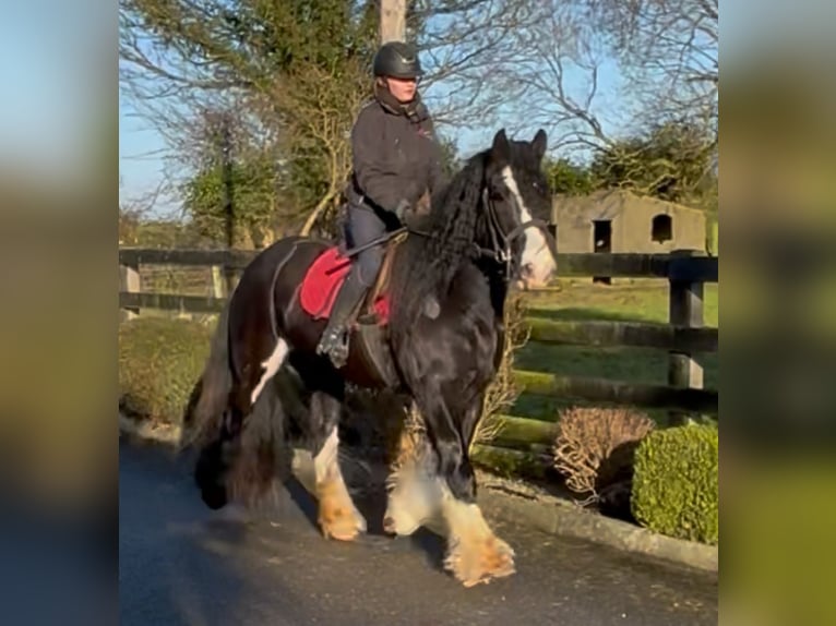 Cob Caballo castrado 5 años 154 cm Negro in Down