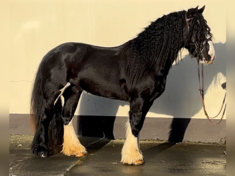 Cob Caballo castrado 5 años 154 cm Negro in Down