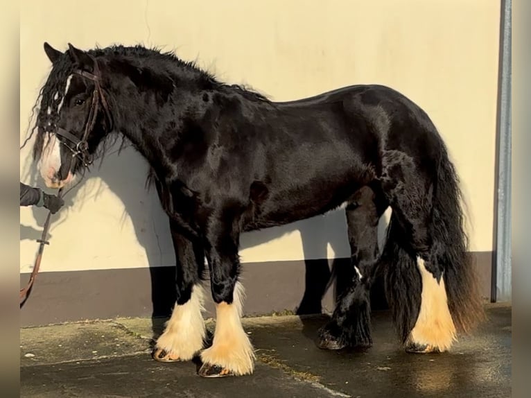 Cob Caballo castrado 5 años 154 cm Negro in Down