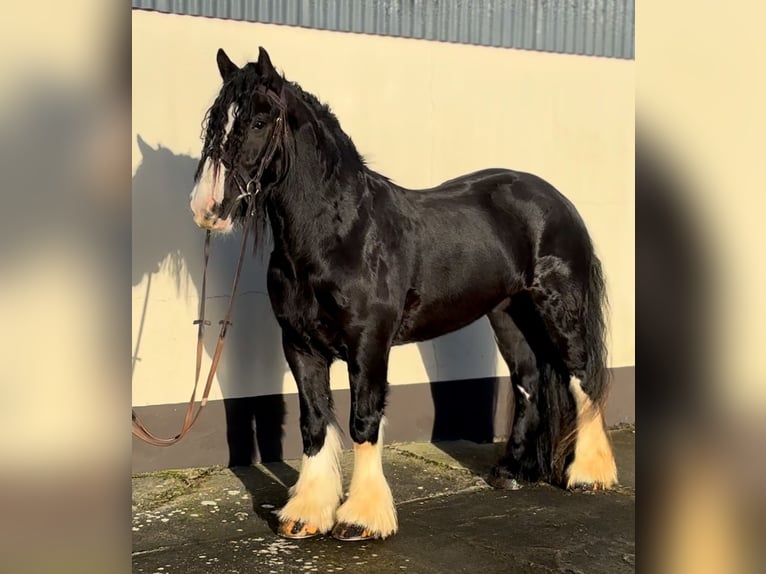 Cob Caballo castrado 5 años 154 cm Negro in Down