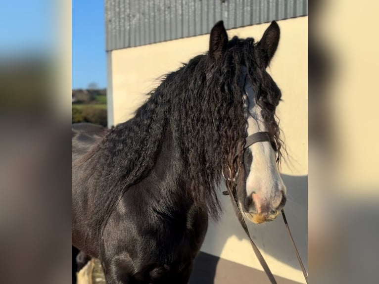 Cob Caballo castrado 5 años 154 cm Negro in Down