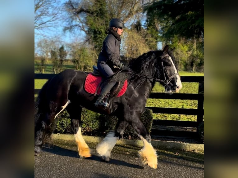 Cob Caballo castrado 5 años 154 cm Negro in Down