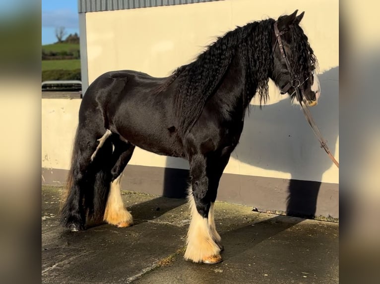 Cob Caballo castrado 5 años 154 cm Negro in Down