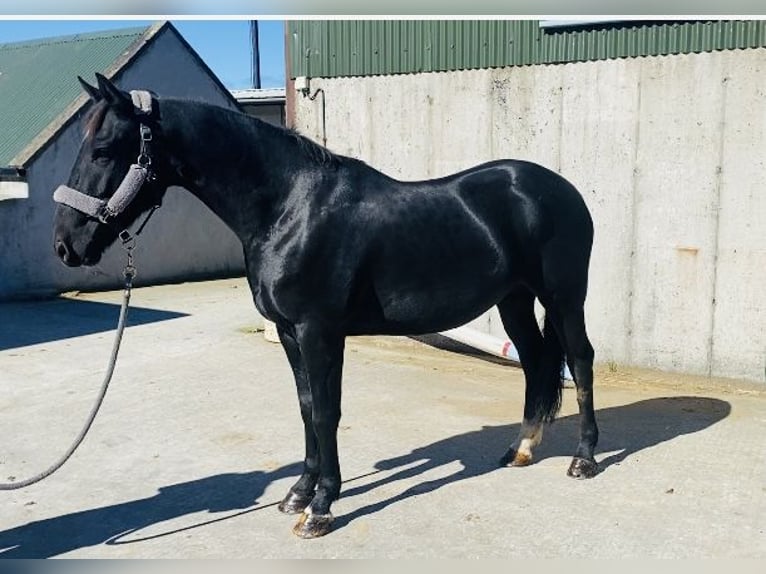 Cob Caballo castrado 5 años 155 cm Negro in Sligo