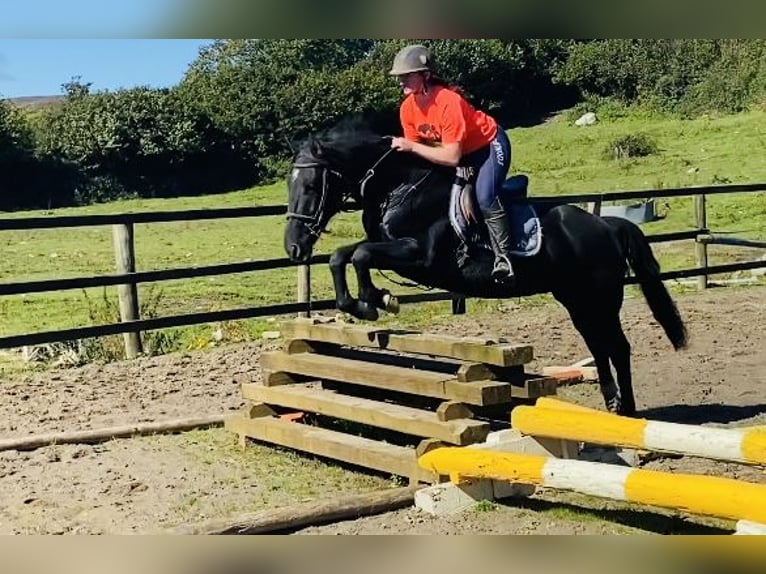 Cob Caballo castrado 5 años 155 cm Negro in Sligo