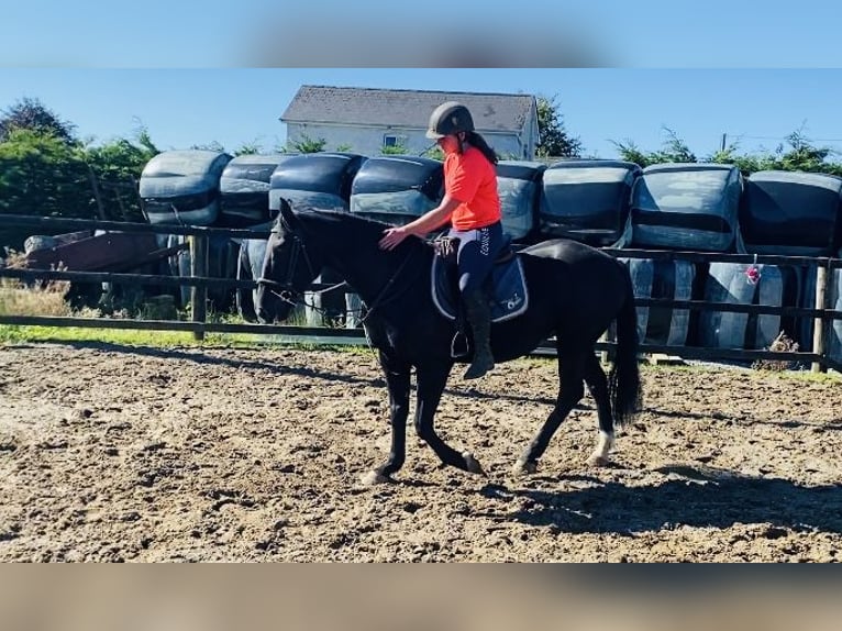 Cob Caballo castrado 5 años 155 cm Negro in Sligo