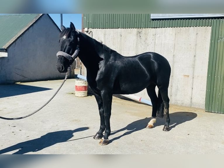 Cob Caballo castrado 5 años 155 cm Negro in Sligo