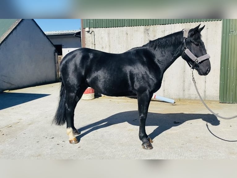 Cob Caballo castrado 5 años 155 cm Negro in Sligo