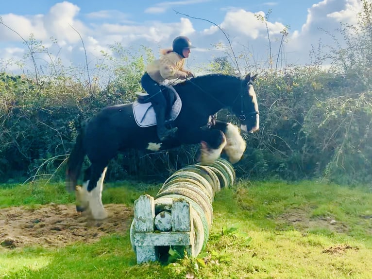 Cob Caballo castrado 5 años 155 cm Negro in Mountrath