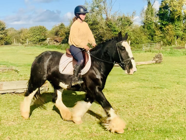 Cob Caballo castrado 5 años 155 cm Negro in Mountrath